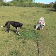 Piper & Kona #dogwalksincalgary #packwalksyyc #calgarydogwalks