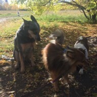 Sarge, Wiley and Cooper #allbreedsallsizes #dogwalkingcalgary
