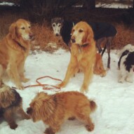 Stella, Dorothy, Stanley, Ace, Ruby and Oliver