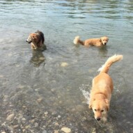 Fred, Guinness and Bebe #dogwalkingcalgary #packwalksinyyc