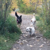 Mr. Baxter, Teela and Jazz #southwestpackwalksincalgary #dogwalkingcalgary #packwalksyyc
