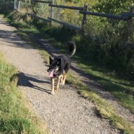 Teela #packwalksinyyc #allbreedsallsizes