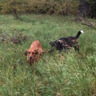 River and Piper #calgarydogwalker #packwalksinyyc