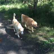 Jazz & Bebe #southwestpackwalksincalgary #dogwalkerinyyc