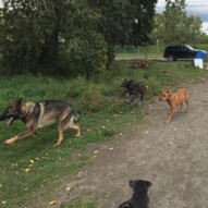Gander, River and Piper #dogwalkingcalgary #calgarydogwalks