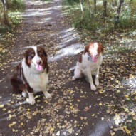 Practicing sit/ stays: brothers Waylon and Wallace #dogwalkingcalgary #dogwalkerinyyc