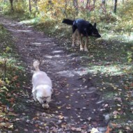 Mr. Baxter and Teela #calgarydogwalks #allbreedsallsizes
