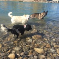 Alara, Kia and Gander #dogwalkingcalgary #calgarydogwalker #packwalksinyyc