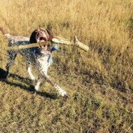 Knute  #calgarydogwalking