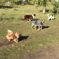 Wiley, Sarge, Waylon & Wallace #calgarydogwalker #packwalksinyyc