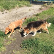 Fred and Molly #packwalksincalgary #dogwalkingcalgary #dogwalkerswcalgary