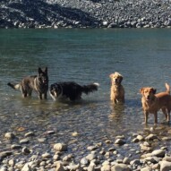 Gander, Storm, Guinness and Molly #dogwalksincalgary #packwalksyyc #calgarydogwalker