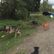 Gander, Piper and River #dogwalkingcalgary #dogwalkerinyyc #southwestpackwalksincalgary