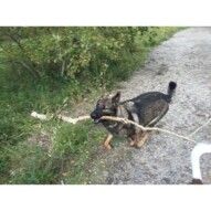 Gander, carrying the biggest branch he could fine #allbreedsallsizes #packwalksincalgary