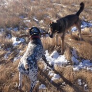 Knute & Samson fighting over a stick!  #calgarydogwalking