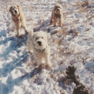 Finnigan, Sydney & Fozzy waiting for the ball to be thrown #calgarydogwalking #packwalks