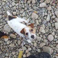 Why, hello Ellie  #yycdogwalking #packwalks