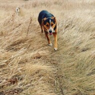 Oliver!! #calgarydogwalking #packwalks