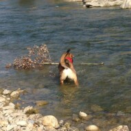 Samson chasing down a tree in the water #calgarydogwalking