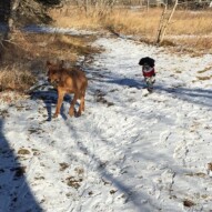 River & Alara #allbreedsallsizes #dogwalkingcalgary