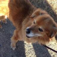 Max!!!  #calgarydogwalking