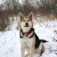 Koda’s Buddy Stewie joined our walk again today. He is so fun to have along! #runswithrover #dogwalking #yycdogs #calgarydogs #packwalks #edworthyoffleashpark