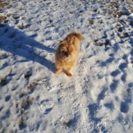 Oliver  #yycdogwalking #packwalks