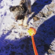 Teddy a little confused about what to do with the ball.. cutie #calgarydogwalking #packwalks