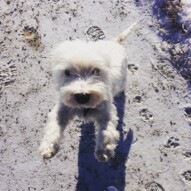 Iggy and his new hair cut 🏼 #calgarydogwalking #packwalks