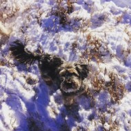 Daisy waiting for me to throw the ball #packwalks #calgarydogwalking
