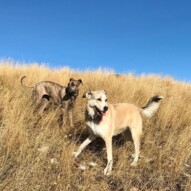 Love my clients ️ Pepper, Koda and Storm. #runswithrover #dogwalking #yycdogs #calgarydogs #packwalks #edworthyoffleashpark #helenspack