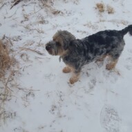 Daisy  #packwalks #yycdogwalking
