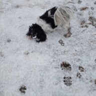 Ace loves the snow! #yycdogwalking #packwalks