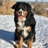 Big lovable Jasper ️ #runswithrover #dogwalking #yycdogs #calgarydogs #packwalks #edworthyoffleashpark #bernedoodle #helenspack