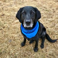 This sweet girl joined our pack today! Her name is Delta and her first walk was a big success! #runswithrover #dogwalking #yycdogs #calgarydogs #packwalks #edworthyoffleashpark #helenspack #blacklab