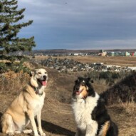 23 Celsius November day! Gotta love a summer day this time of year. I should have taken them to the river! #runswithrover #dogwalking #yycdogs #calgarydogs #packwalks #edworthyoffleashpark #summerinnovember