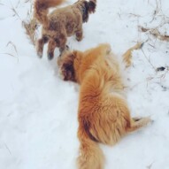 Fozzy & Finnigan love rolling in the snow! #packwalks #yycdogwalking