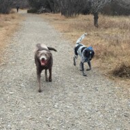 Dexter and Vin #calgarydogwalker #yycdogwalker #swpackwalks
