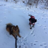 Wiley and Alara #allbreedsallsizes #calgarydogwalker #packwalksyyc
