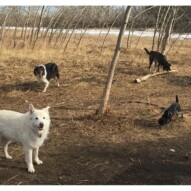 Kia, Storm, Piper & Molly #packwalksyyc #calgarydogwalks