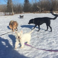 Iggy, Wiley, Buddy & Sophie #calgarydogwalker #allbreedsallsizes #packwalksyyc