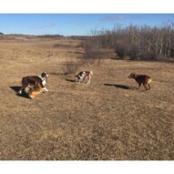 Waylon, Wiley, Wallace & River #packwalksyyc