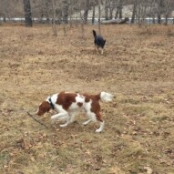 Wallace & Teela #calgarydogwalker #packwalksyyc