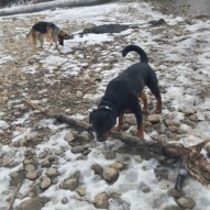 Nero & Bailey stick comparison #yycdogwalking #packwalks