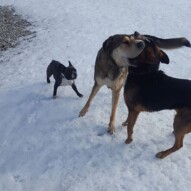 Molly, Samson & Oliver playing #packwalks #yycdogwalking