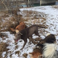 Molly, Dexter & Fred #calgarydogwalker #yycdogwalker