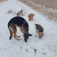 Iggy, teddy, Oliver, ruby & Bailey. Iggy just loves rolling in the snow  #yycdogwalking #packwalks