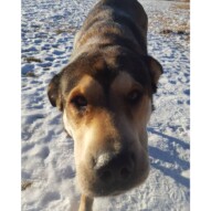 Samson!!  #yycdogwalking #packwalks