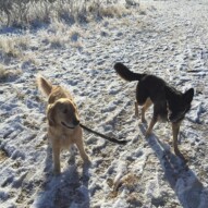 Guinness and Teela #dogwalkingcalgary #yycdogwalker