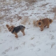 Coincidence they both looked at the same time.. brother & sister, Oliver & Ruby #yycdogwalking #packwalks